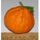 Mandarinier Satsuma 'Monstrueuse'