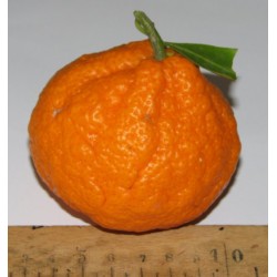 Mandarinier Satsuma 'Monstrueuse'