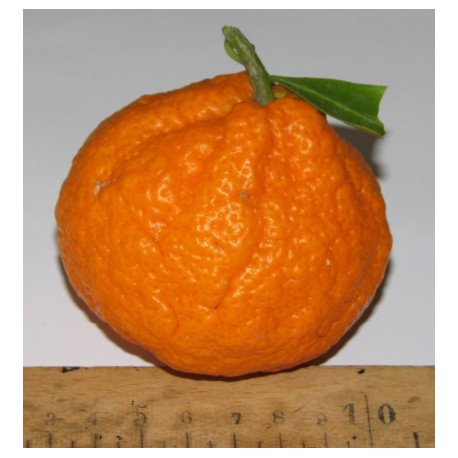 Mandarinier Satsuma 'Monstrueuse'