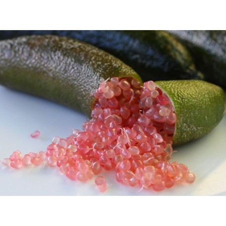 CITRONNIER caviar 'Pink Ice' hauteur de 40 à 50 cm en pot de 5 litres quart  de tige - C5L - Gamm vert