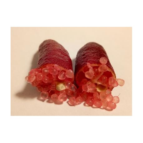 Citron caviar 'Pink ice' Citron caviar 'Pink ice'