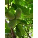 Asiminier (PAWPAW) Prima