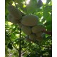 Asiminier (PAWPAW) Sunflower 