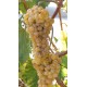 Vigne Chenin