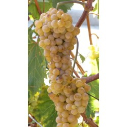 Vigne Chenin