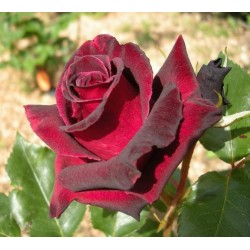 Rosier BLACK BACCARA®