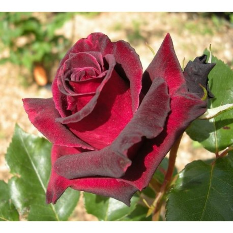 Rosier BLACK BACCARA®