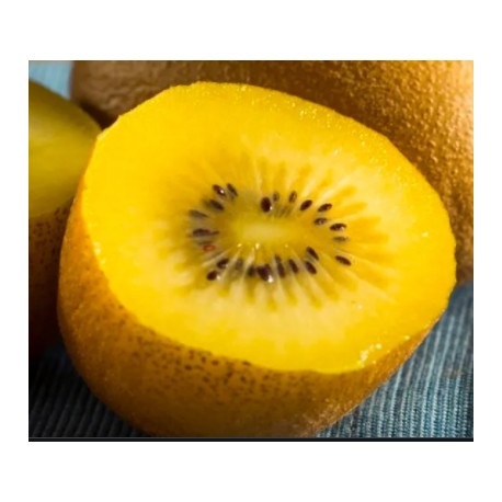 Kiwi Golden delight (femelle)