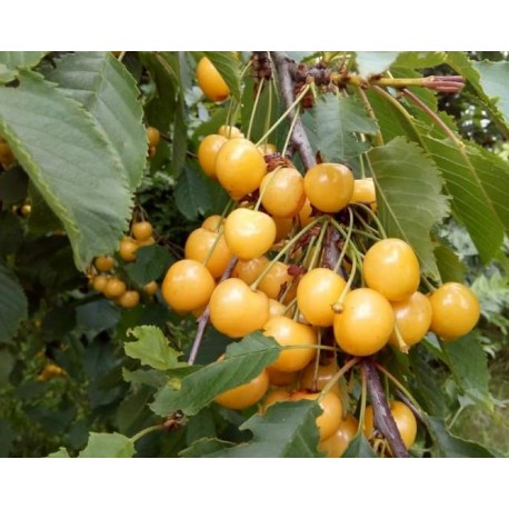 Cerisier Jaune de Missens