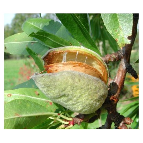 Amandier Ardechoise Amandier Ardechoise