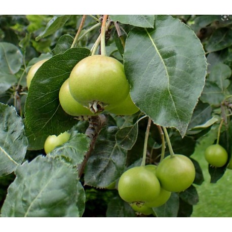 Sorbopyrus Tatarova Sorbopyrus Tatarova