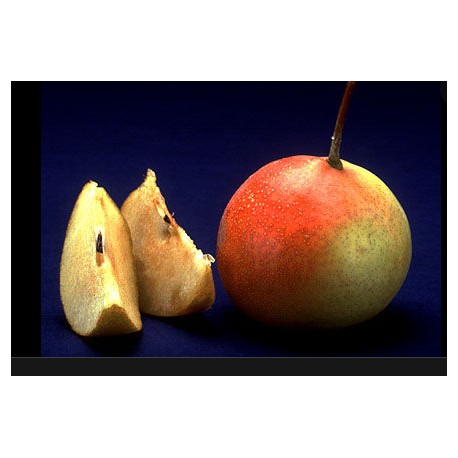 Sorbopyrus Shipova Sorbopyrus Shipova