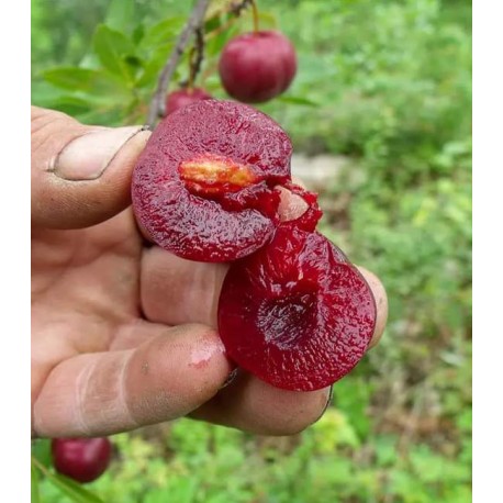 Cericot RedForest Cericot RedForest