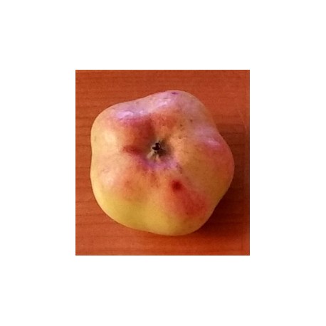 Pommier Api étoilé Pommier Api étoilé