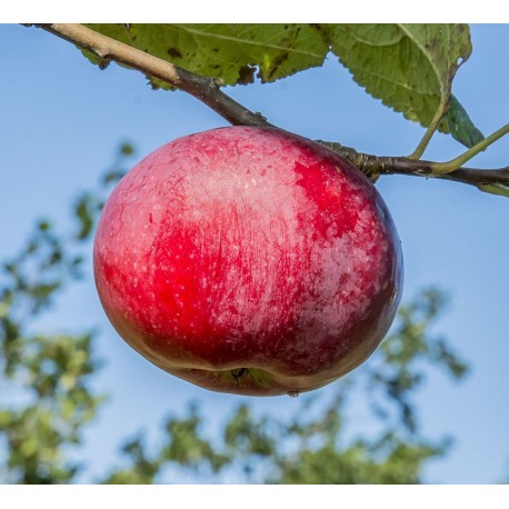 Pommier Purpurella Pommier Purpurella