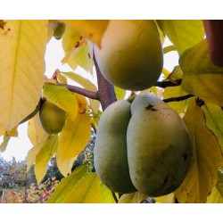 Asiminier (PAWPAW) Sunquehanna