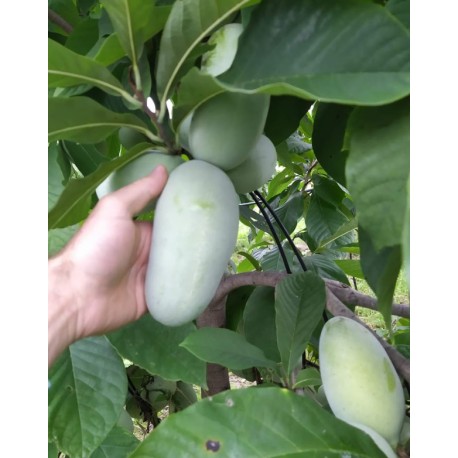 Asiminier (PAWPAW) Sunflower Asiminier (PAWPAW) Sunflower