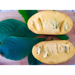 Asiminier (PAWPAW) Georgia