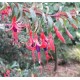 Fushia Reitzii