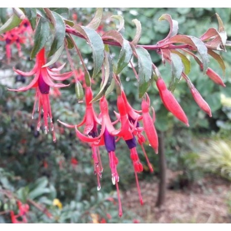 Fushia Reitzii