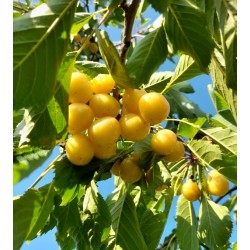 Cerisier Jaune d'Harcigny