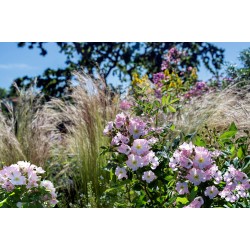 Rosier ROSANATURA ROSEA®