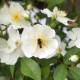 Rosier ROSANATURA ALBA®