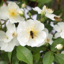 Rosier ROSANATURA ALBA®