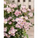 Rosier ROSANATURA ROSEA®