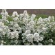 Rosier ROSANATURA ALBA®