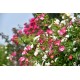 Rosier ROSANATURA BICOLORE®