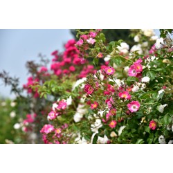 Rosier ROSANATURA BICOLORE®