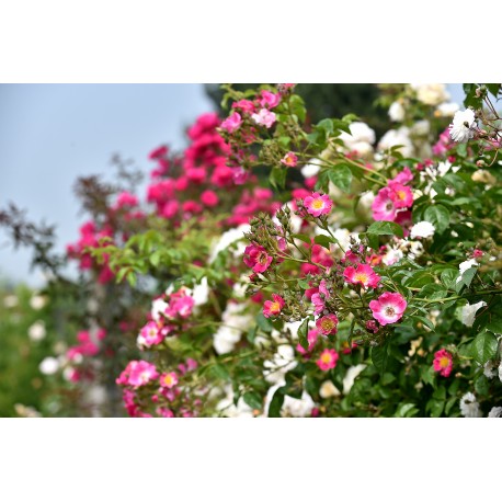 Rosier ROSANATURA BICOLORE® Rosier ROSANATURA BICOLORE®