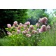 Rosier ROSANATURA ROSEA®