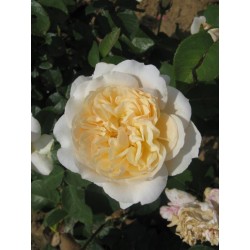 Rosier ROSEMANTIC CREAM®