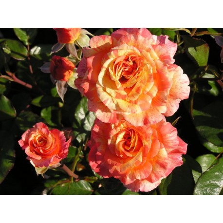 Rosier Michèle Laroque® Rosier Michèle Laroque®