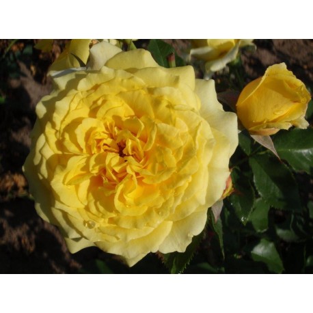 Rosier La Rotonde® Rosier La Rotonde®