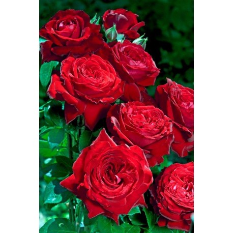 Rosier Noémie de Rothschild® Rosier Noémie de Rothschild®