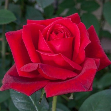 Rosier Jubilé Papa Meilland® Rosier Jubilé Papa Meilland®