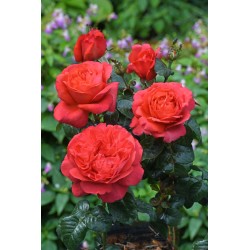 Rosier Agatha®