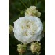 Rosier Crémet d'Anjou®