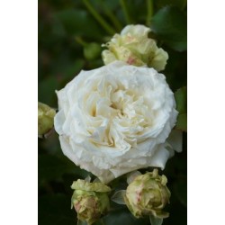 Rosier Crémet d'Anjou®