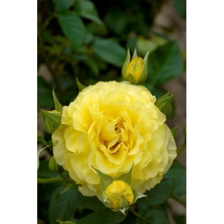 Rosier Goldfinger® Rosier Goldfinger®