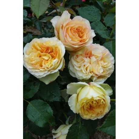 Rosier ORIENTAL KISSES® Rosier ORIENTAL KISSES®