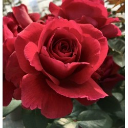 Rosier Hameau Duboeuf®