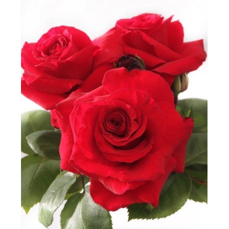 Rosier Simone Veil® Rosier Simone Veil®