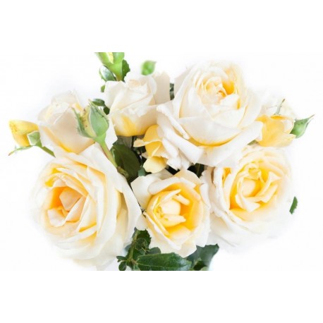 Rosier Jeanne Coeur® Rosier Jeanne Coeur®