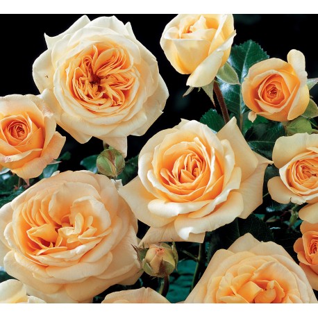 Rosier Hyde Park® Rosier Hyde Park®