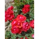 Rosier Red Maya®