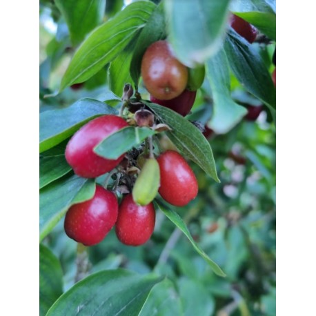 Cornus mas Jolico